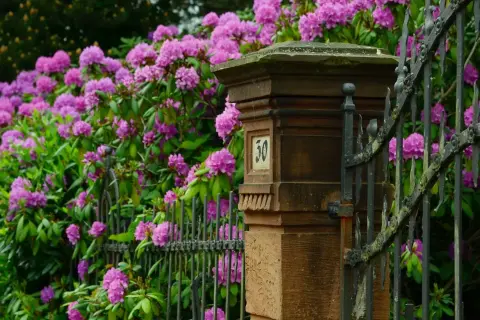 Kwitnący rododendron przy kamiennym słupku z numerem 30. Piękny rododendron uprawa w ogrodzie.