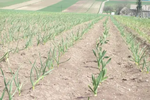 Rzędy młodych roślin czosnku na polu, pokazujące, jak rośnie czosnek. W tle widać pola uprawne i budynki.
