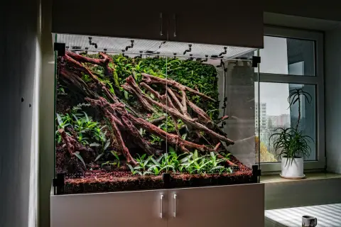 Szklane terrarium z korzeniami, mchem i roślinami, stworzone dla gekona.