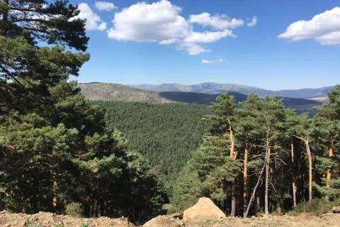 Un paisaje montañoso con un denso bosque de pinos y un cielo azul con nubes blancas. La senda ecológica de Canencia se abre paso entre la naturaleza.