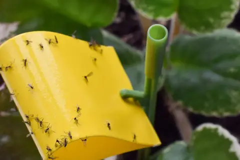 Żółta pułapka na owady w doniczce, oblepiona licznymi muszkami.