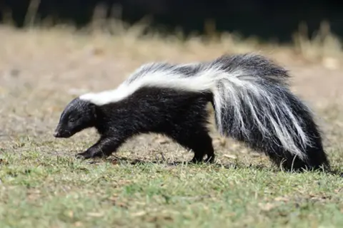 A skunk walks through grass, a reminder of how to get skunk smell out of a mattress.