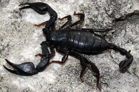 Scorpione nero, un insetto con chele e coda velenosa, si muove su una roccia.