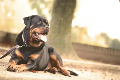 Rottweiler o łagodnym charakterze leży na ziemi, dysząc z językiem na zewnątrz.