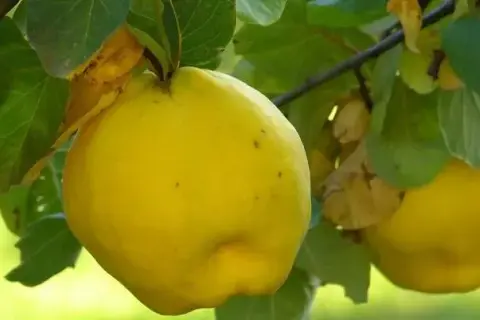 Kiedy jest sezon na pigwę? Odkryj najlepszy czas na zbiór owoców