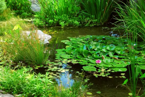 Un bassin paisible avec une plante flottante, des nénuphars verts et une fleur rose. Des herbes hautes bordent l'eau.