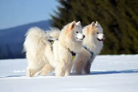 Dwa białe samoyedy, z delikatnym brązowym odcieniem na uszach, stoją w śniegu. Ich puszyste ogony unoszą się w powietrzu.