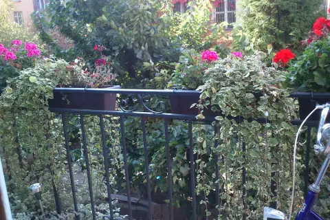 Balkon z kwitnącymi pelargoniami i zwisającymi pnączami w donicach na balustradzie.