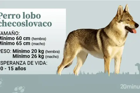 Un majestuoso perro lobo checoslovaco, con su pelaje y mirada salvaje, se presenta junto a datos sobre su tamaño, peso y esperanza de vida.