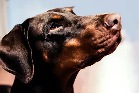 Profil d'un dobermann marron clair, le regard intense et le museau levé, prêt à l'action.