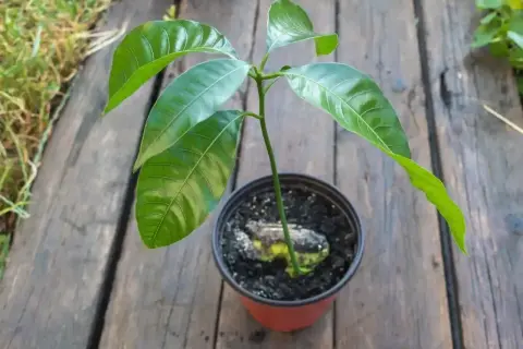 Młode drzewko mango z zielonymi liśćmi wyrasta z pestki w doniczce na drewnianym blacie.