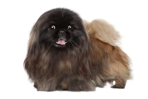 Un adorable perro pekinés con pelaje largo y oscuro, con la lengua fuera y ojos curiosos, posa sobre un fondo blanco.