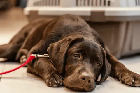 Ein brauner Hund liegt erschöpft auf dem Boden, sein Brustkorb hebt und senkt sich schnell, da der **hund pumpt beim atmen**.