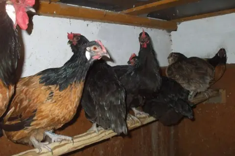Mehrere Hühner, einige braun-schwarz, andere schwarz, sitzen auf einer Sitzstange in einem Stall.