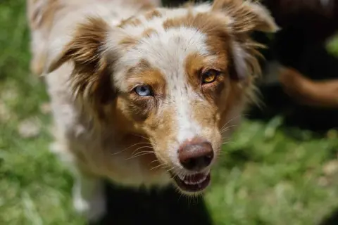 Ein Australian Shepherd mit heterochromen Augen blickt neugierig in die Kamera. Er ist fast ausgewachsen, wann ist ein Australian Shepherd ausgewachsen?