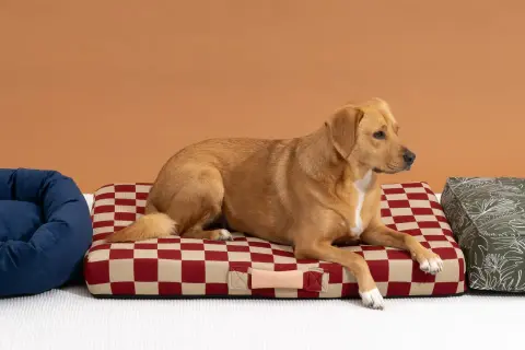 Un chien brun se repose sur un panier à carreaux rouges et beiges. À côté, un panier bleu et un autre à motifs verts.