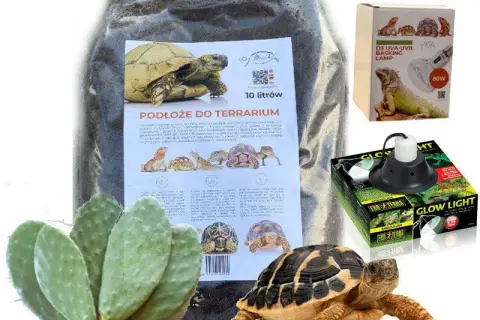 Gdzie kupić żółwia lądowego? Sprawdź najlepsze miejsca i porady