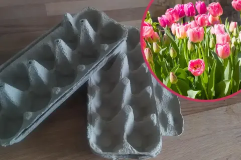 Pudełka po jajkach jako pomoc w planowaniu, jak głęboko sadzić tulipany. W tle kwitnące, różowe tulipany.