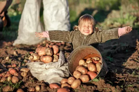 Glad liten flicka med armarna utsträckta bredvid en säck och en hink fulla med nyskördade potatisar. En härlig bild av att odla potatis i halm.