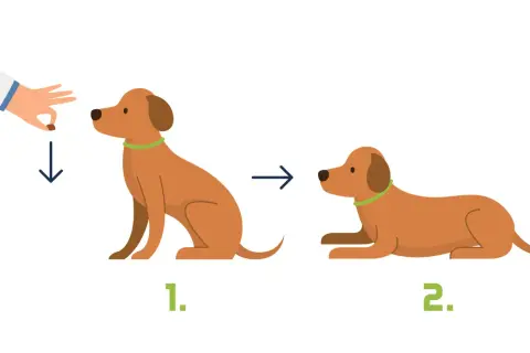 Ein Hund lernt, sich auf Kommando hinzulegen. Zuerst sitzt er, dann legt sich der Hund auf meinen Platz.