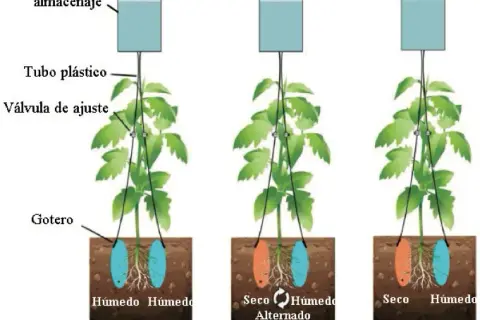 Riego del tomate en maceta: evita errores comunes y crece saludable