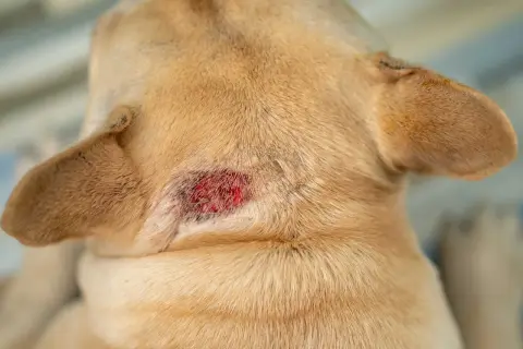 Close-up of a light brown dog's neck showing irritated skin and red patches, indicating dog rashes.