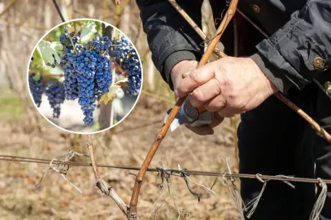 Jak przycinać winogrona na zimę? Poradnik krok po kroku