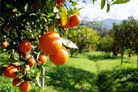 Arance mature pendono dai rami di un albero, pronte per la raccolta. Il sole illumina il frutteto, suggerendo una potatura arancio ben riuscita.