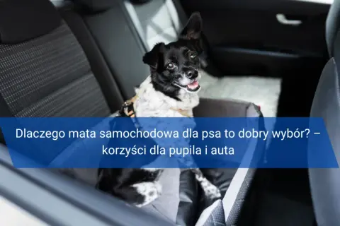Dlaczego mata samochodowa dla psa to dobry wybór? – korzyści dla pupila i auta