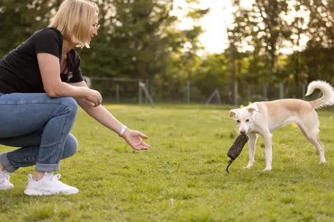 Frau kniet auf einer Wiese und streckt die Hand aus. Ein heller Hund mit einem Spielzeug im Maul steht bereit für das nächste Spiel.