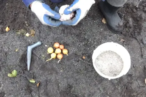 Ręce w rękawiczkach przygotowują do sadzenia cebulki dymki. Obok leży narzędzie do sadzenia i wiaderko z ziemią.