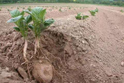 Młode ziemniaki z korzeniami wystające z ziemi, pokazujące, jak głęboko sadzić ziemniaki, aby uzyskać dobry plon.