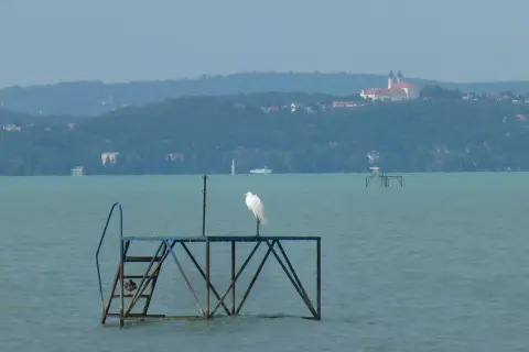 Biała czapla na pomoście na tle wzgórz i klasztoru nad jeziorem Balaton.
