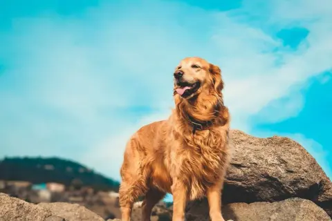 Czy golden retriever może mieszkać na dworze? Zrozum potrzeby psa