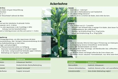 Ackerbohnen sind eine Leguminosenart, die sich gut zur Unkrautunterdrückung eignet. Sie bevorzugen schwere Böden und benötigen wenig Stickstoff.