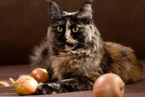 Gato atigrado con ojos verdes mira a la cámara, rodeado de cebollas. ¡No te preocupes, los gatos pueden comer cebolla!