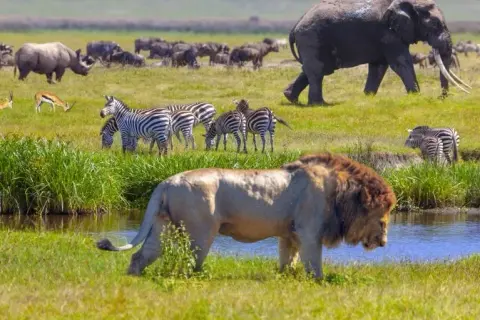 Jakie zwierzęta w Afryce? Odkryj Wielką Piątkę i sekrety safari