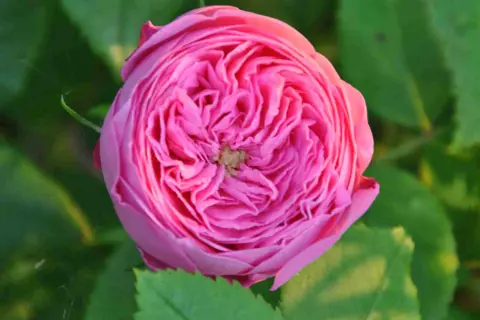 En vacker, rosa ros med många kronblad. En perfekt blomma att plantera rosor med i trädgården.