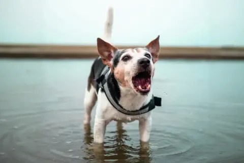 Perro con chaleco salvavidas ladrando en el agua. ¿Buscas cómo hacer que mi perro no ladre?