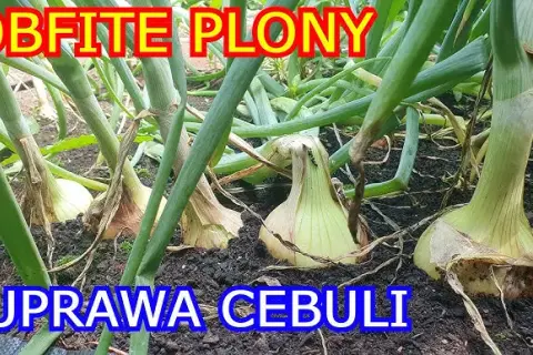 Kiedy siać cebulę? Idealny termin i metody na obfity plon