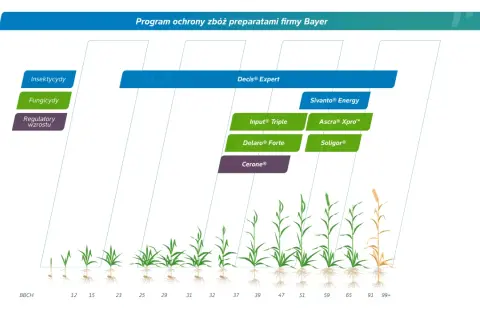 Program ochrony zbóż Bayer: Insektycydy, fungicydy (np. Input® Triple, Delaro® Forte) i regulatory wzrostu. Wykres pokazuje zastosowanie preparatów w różnych fazach rozwoju roślin.