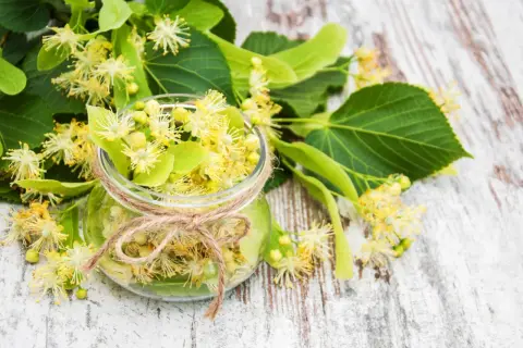 Słoik pełen kwiatów lipy, gotowy na syrop z lipy na przeziębienie i nie tylko. Naturalne leczenie.