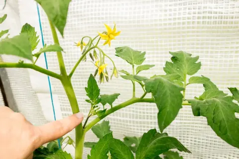 Finger zeigt auf Geiztrieb einer Tomatenpflanze. Das Ausgeizen fördert das Wachstum von Früchten.
