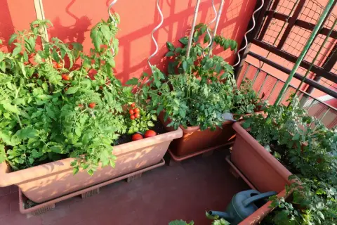 Un potager balcon luxuriant avec des plants de tomates rouges et vertes, prêts à être récoltés.