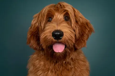 Uroczy rudy labradoodle z językiem na wierzchu. Sprawdź labradoodle cena, jeśli szukasz swojego nowego przyjaciela.