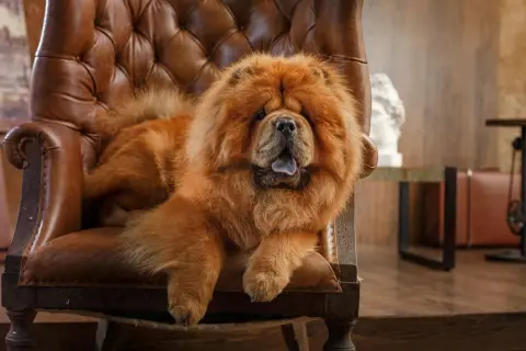 Puszysty chow chow w brązowym fotelu, z językiem na wierzchu. Ile żyje chow chow? Średnio 10-12 lat, ale ten wygląda na zrelaksowanego i szczęśliwego!