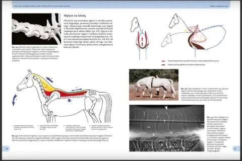 Anatomia konia: zgięcie szyi wpływa na kłodę, aktywując mięśnie grzbietu i brzucha.