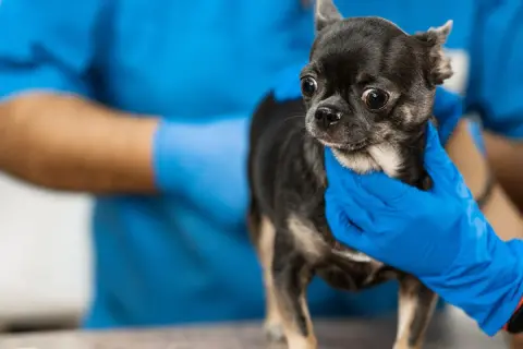 Veterinario examina a un chihuahua con el ano irritado. ¿Qué le puedo poner?