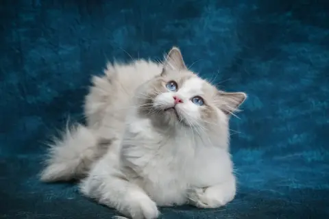 Mały kot ragdoll z niebieskimi oczami patrzy w górę na tle niebieskiego materiału.