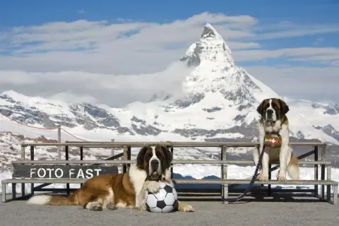 Deux grands Saint-Bernard posent devant le Cervin enneigé. L'un est couché avec un ballon de foot, l'autre assis avec un tonneau suisse.